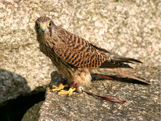 Birds of Prey - The Cornish Birds of Prey Centre