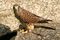 253_birdsofprey1.jpg