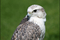 253_birdsofprey2.jpg