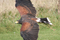 253_birdsofprey4.jpg