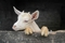 271_allet_goats_2.jpg