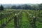 294_bosue_vineyard.jpg