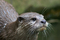 848_asian-small-clawed-otter.jpg