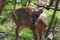 848_muntjac_deer.jpg