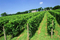 849_camelvineyard1.jpg